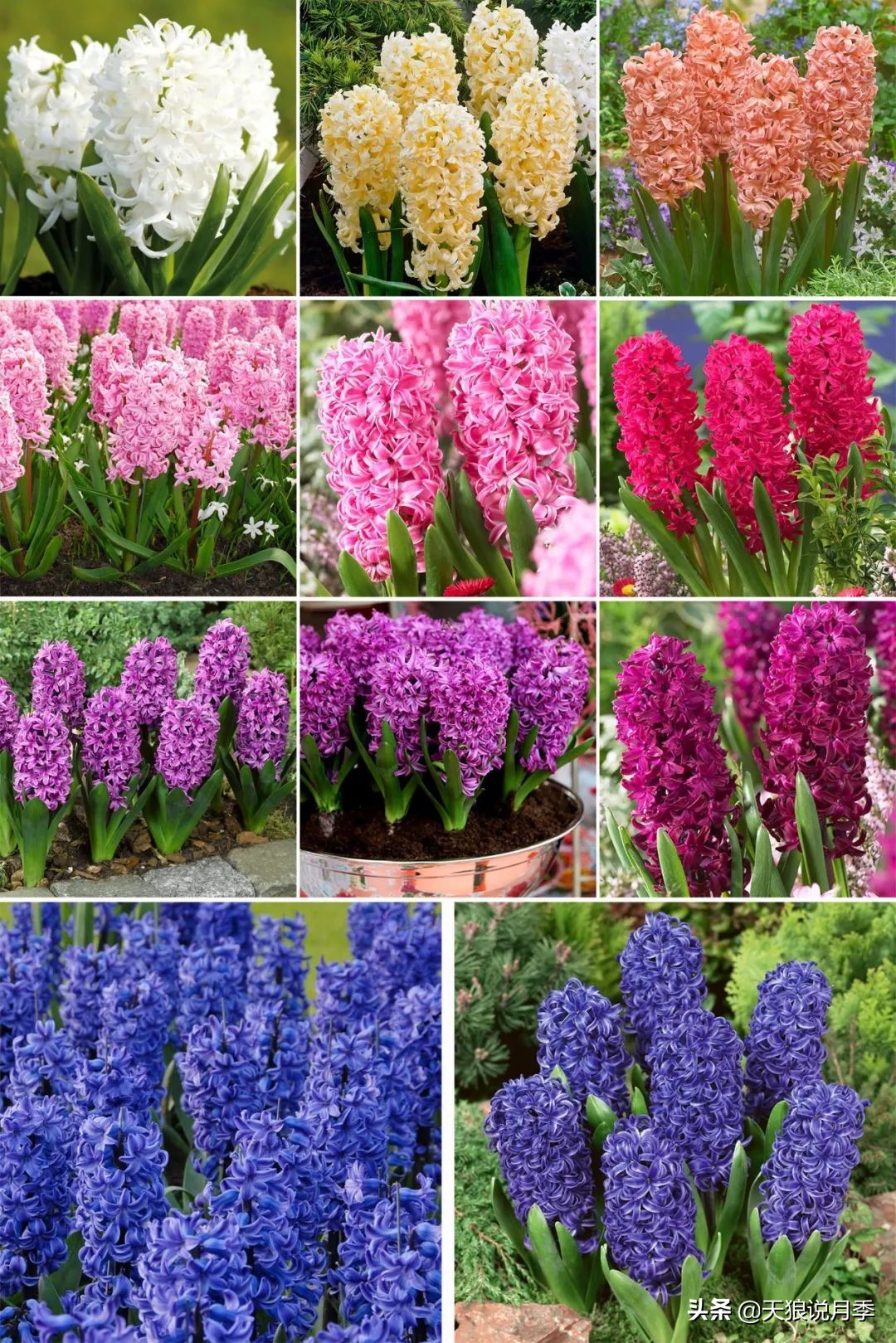 狼家球根怎么样,狼家球根上市了吗