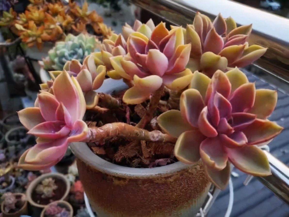 好养而且容易爆盆的多肉 (在家养这几种多肉分分钟养爆盆)