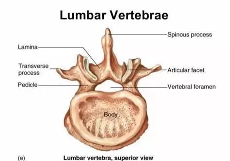 力量腰带怎么佩戴,训练腰带的正确使用方法