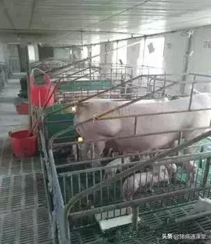 一把小扫把，让产床母猪远离子宫炎