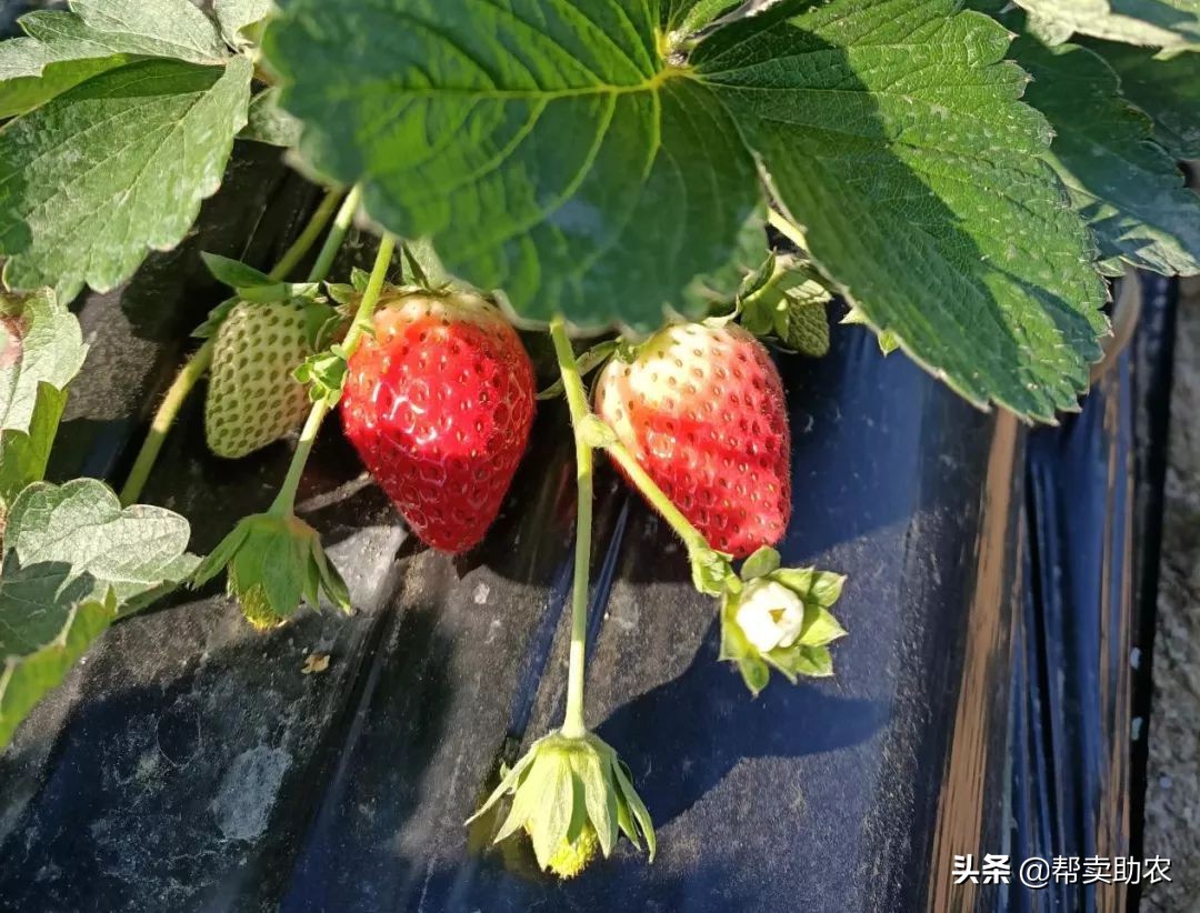 比车厘子还好的水果,比车厘子小的水果