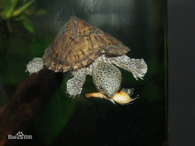 宠物龟饲养环境龟房,常见宠物龟介绍书籍