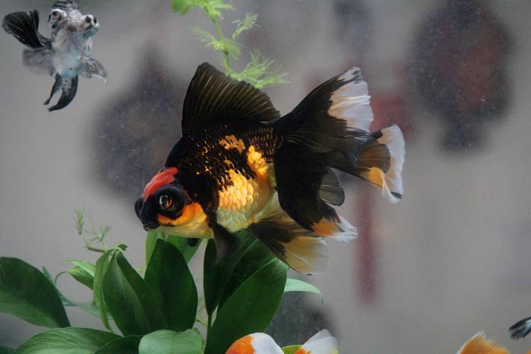 金鱼为什么养着养着就变了颜色,金鱼怎么养才能越来越红