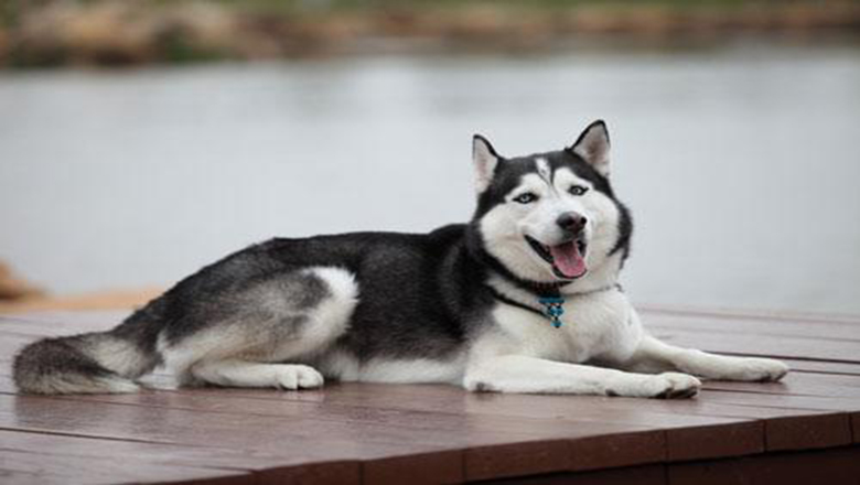 挑选哈士奇性格,挑选哈士奇幼犬技巧