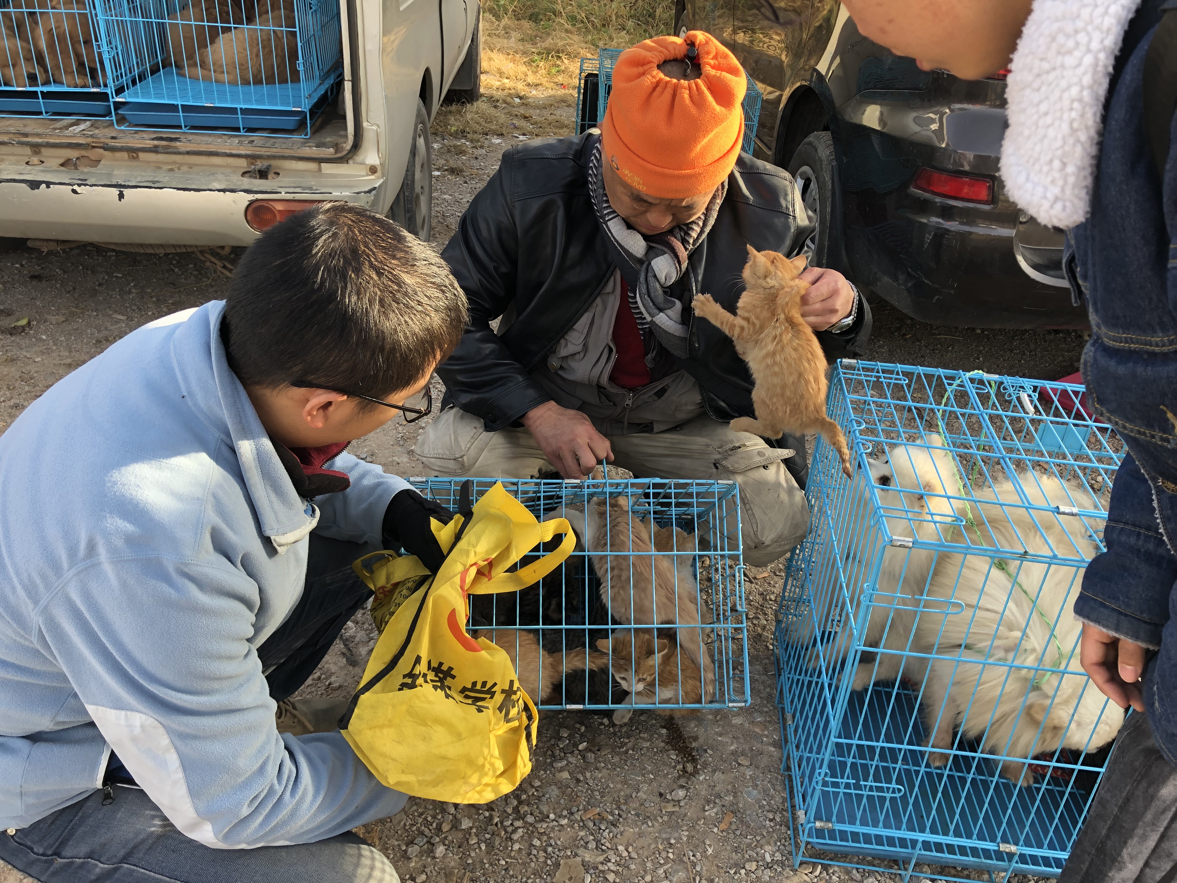 一只土猫多少钱最便宜,土猫多少钱一只能买到