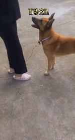 狗狗知道主人怀孕后的反应动画,主人怀孕后狗狗的反应哈士奇