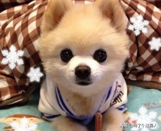 最可爱的狗狗排名有你家狗狗吗,盘点那些比你想象中还可爱的狗狗