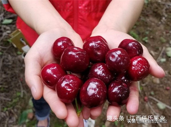 常吃樱桃能使皮肤变白吗,常吃樱桃有哪些好处