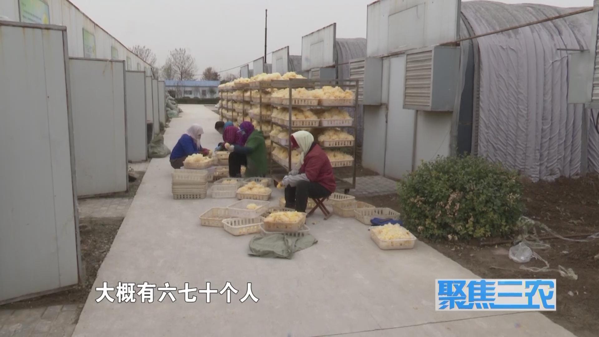 聚焦三农种植蔬菜致富,福建古田银耳栽培致富事例