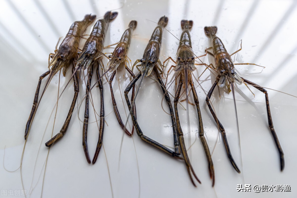 稻田养虾技术虾的病害防治,虾类养殖常见疾病及防治方法