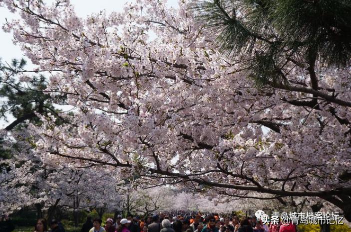 青岛八大风景区都有哪,青岛最美的十大公园