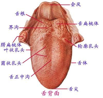 咬舌死亡是什么原因,咬舌头治病真的假的呀