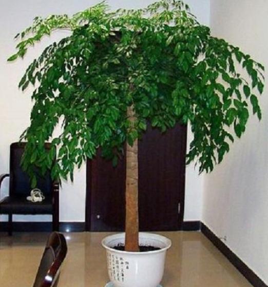 家里的幸福树叶子蔫了怎么回事,家里的幸福树生黑飞虫怎么处理