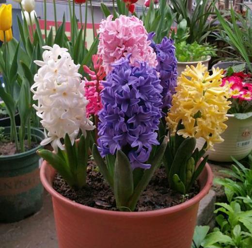 开完花的风信子,开过花的风信子种球还能用吗