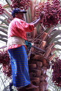 迪拜土豪面包,迪拜最好吃的面包