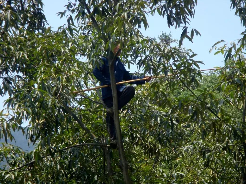 悬崖边的自嗨哥：“新农哥”余中武嘎嘣干掉美国货