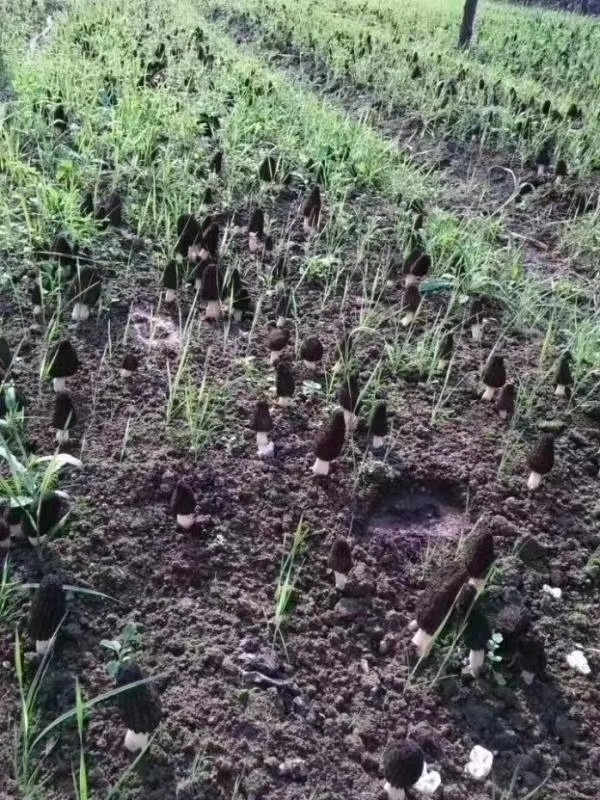 利润高周期短的养殖项目,山东青蛙养殖加盟