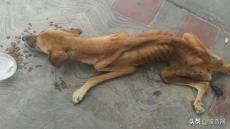 繁殖犬被割去声带,繁殖犬子宫脱落被丢弃