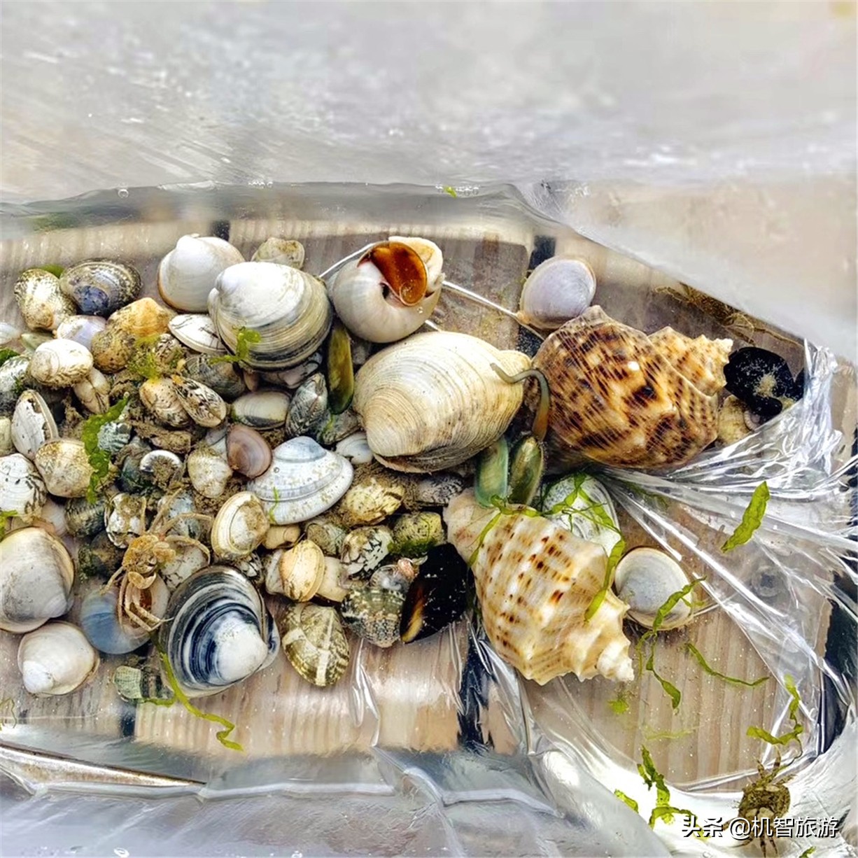 日照旅游攻略，吃饭住宿渔家乐全搞定，小编出马告诉你该如何选择