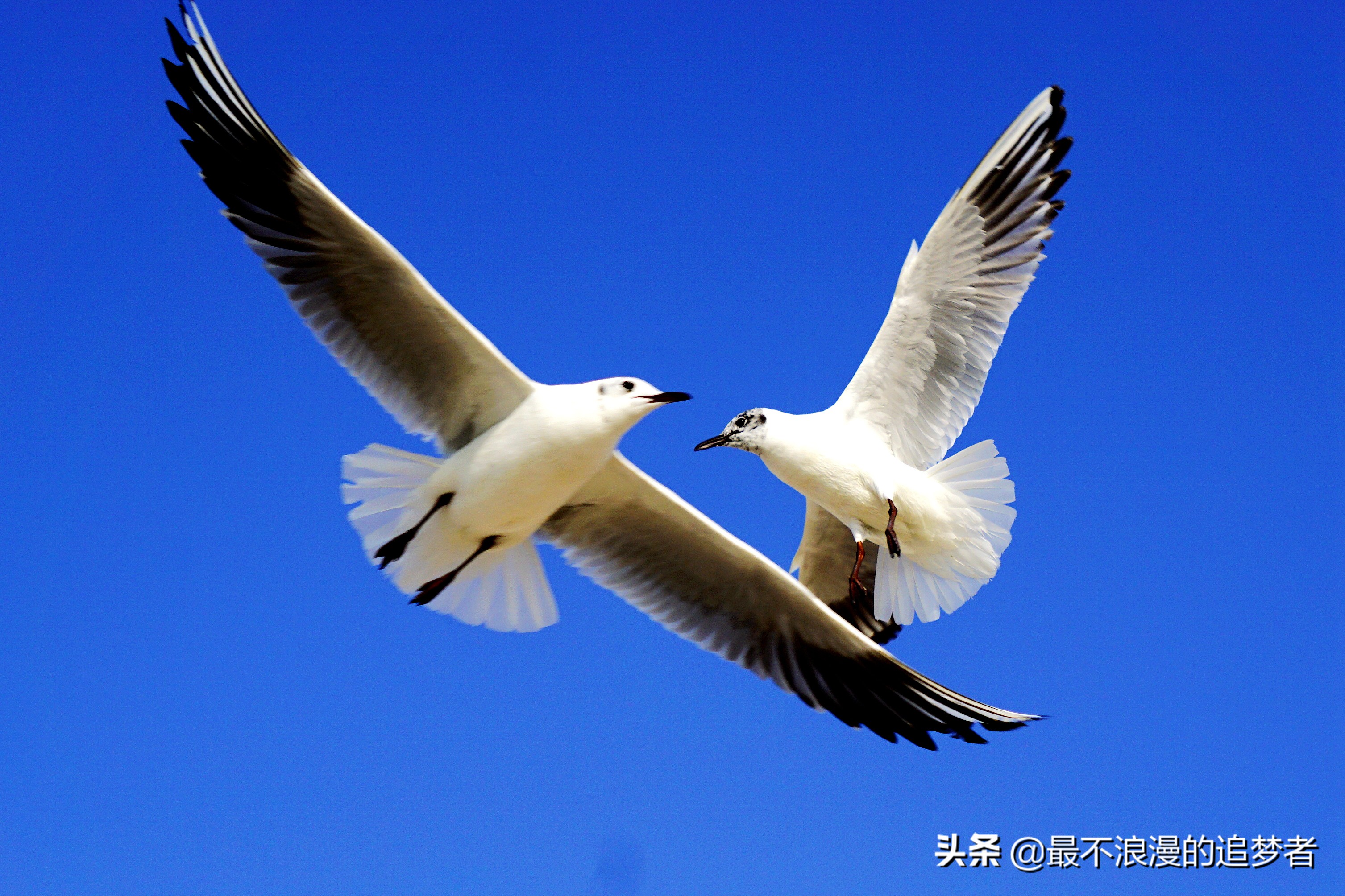 阿联酋迪拜的旅游感想,阿联酋迪拜旅游攻略