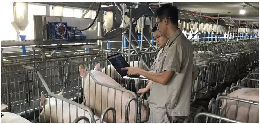 都听我的,会养猪种菜的工程师最帅了