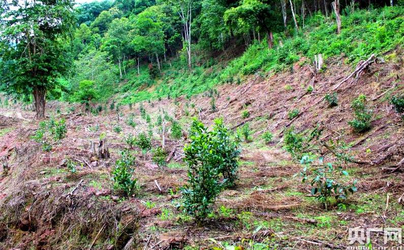西双版纳热带雨林就是原始森林吗,西双版纳离城区近的原始沟谷雨林