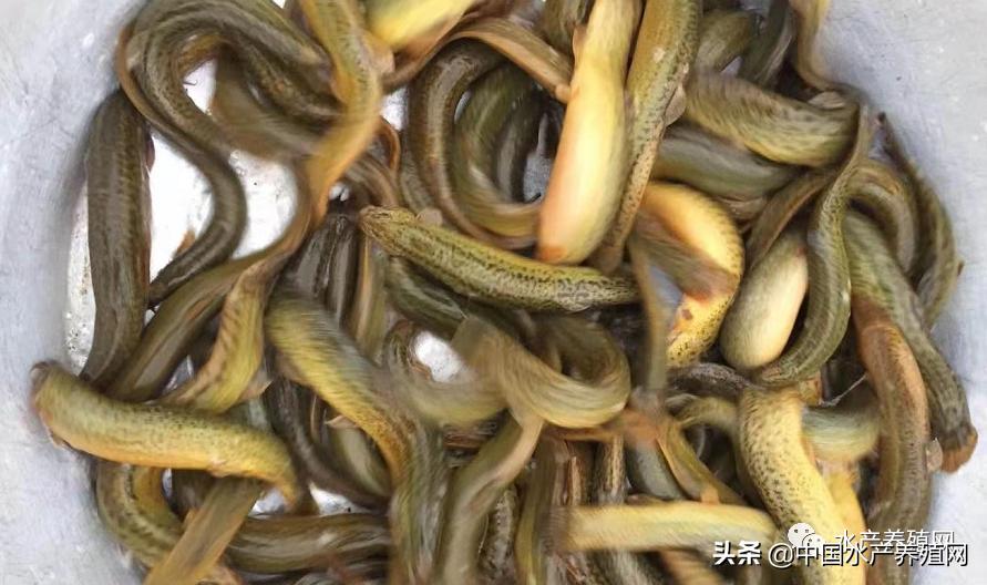 一天1元连续翻倍30天是多少钱,特价泥鳅苗价格