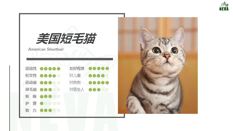 美短虎斑猫咪的品种,美国短毛猫虎斑价格