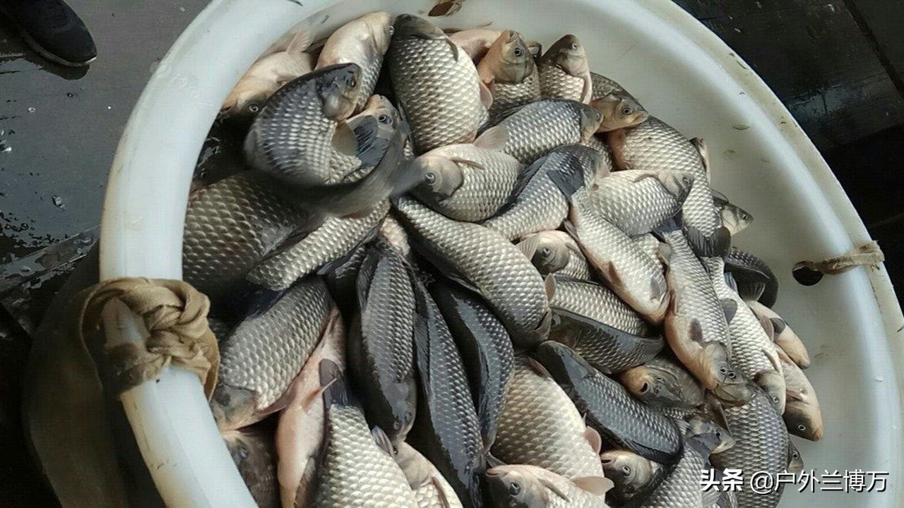 黑坑钓鲫鱼方法与技巧,黑坑钓鲫鱼的正确方法与技巧