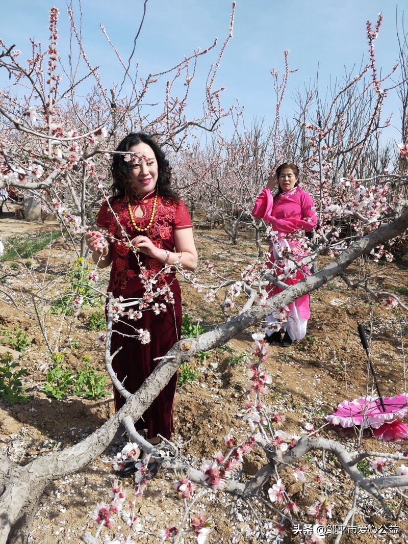 邹平黛溪张高杏花节直播,张高杏花节开幕式完整版