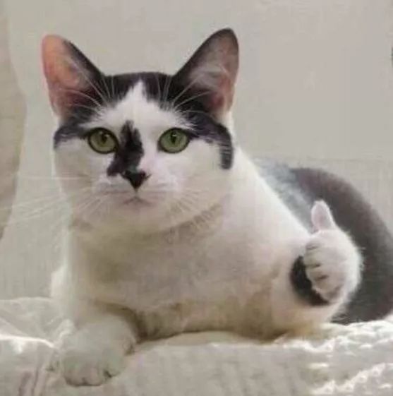 2021深圳公租房条件,深圳11月公租房