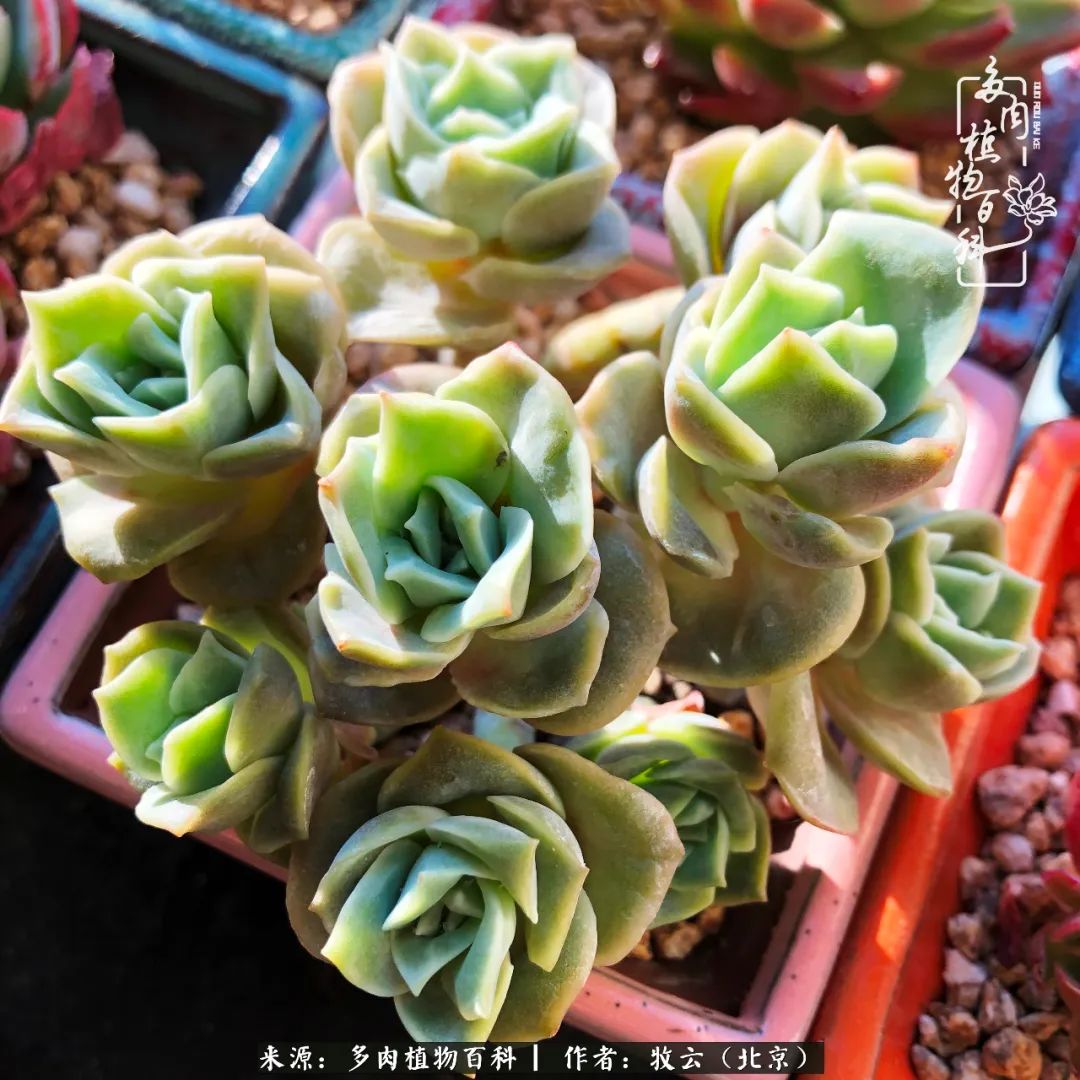 多肉植物一样的生机勃勃,多肉生活充满诗意