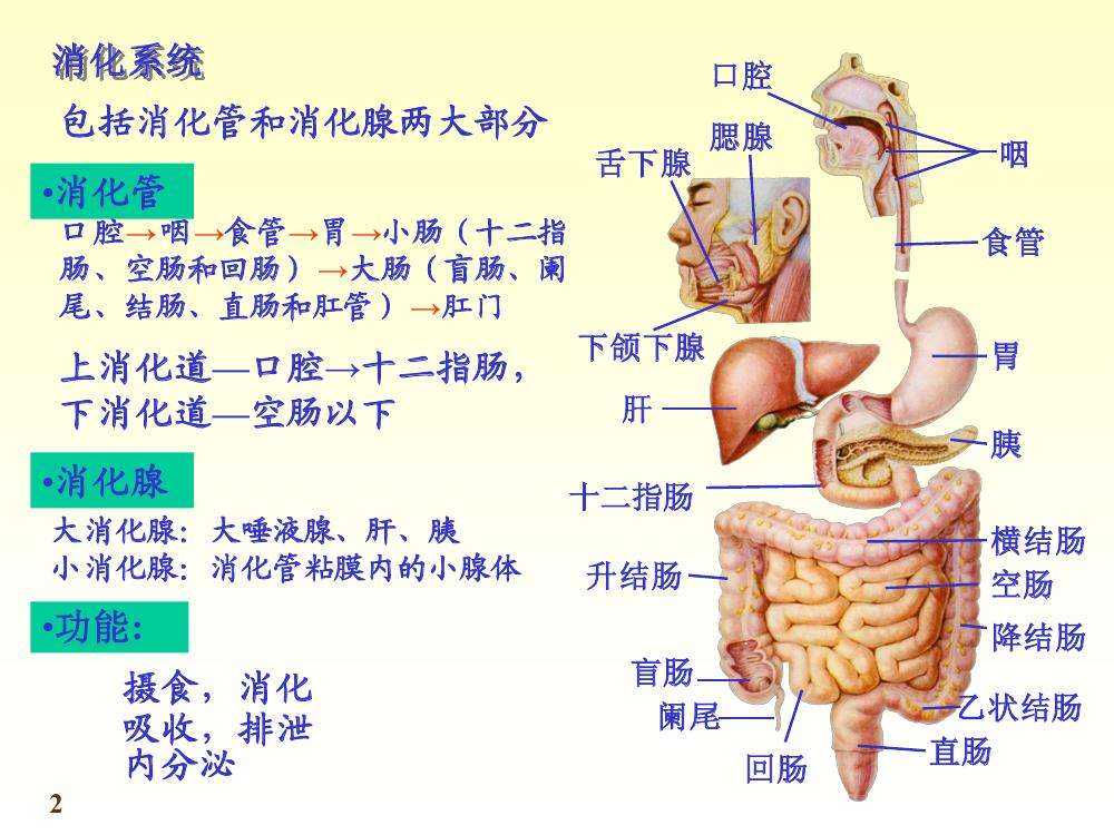 人体八大系统查体,科普讲解人体八大系统4分钟