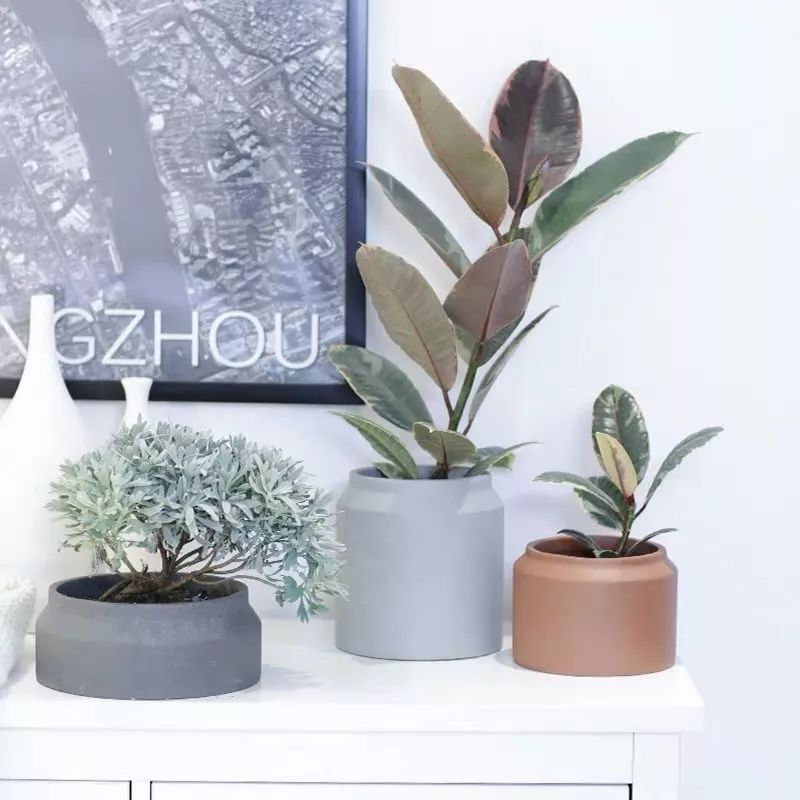 94种常见唯美观叶植物,会开花的绿色硬叶植物