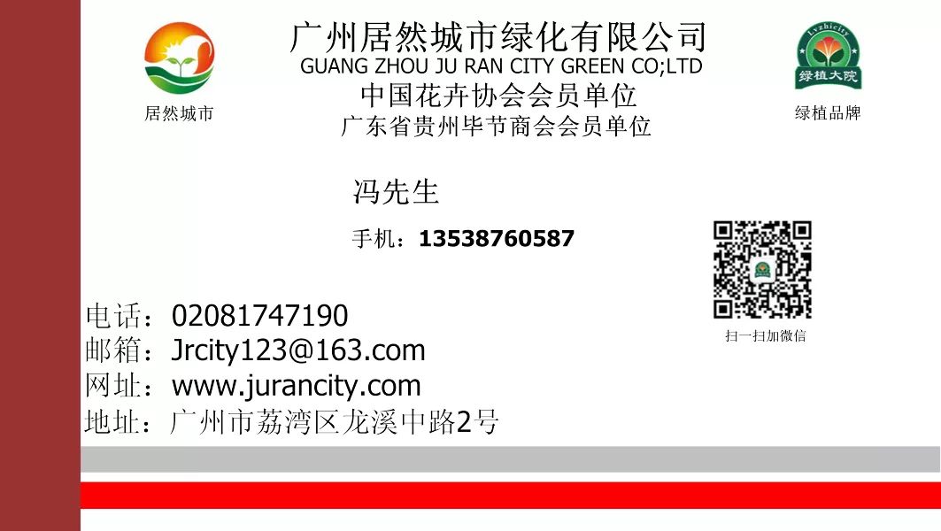 君子兰盆栽几月份换盆最好,绿植君子兰换土时间及方法