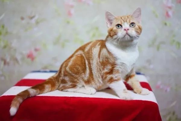 好养的猫品种排行榜,美短是品种猫吗