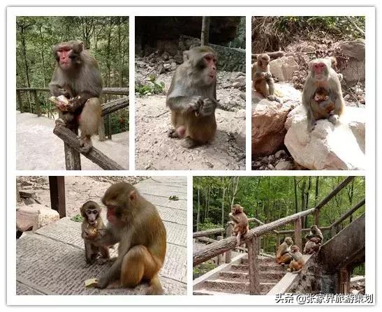 自由行张家界吃住旅游攻略,张家界旅游自由行详细攻略