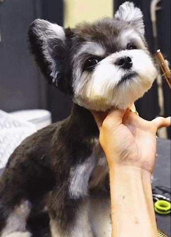 小老头雪纳瑞的缺点,小老头雪纳瑞缺点