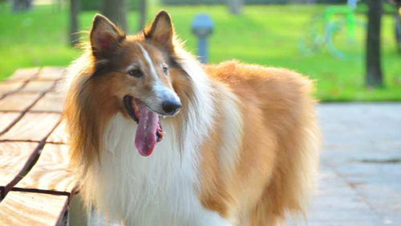 苏牧购买,哪里可以买到正宗的苏牧