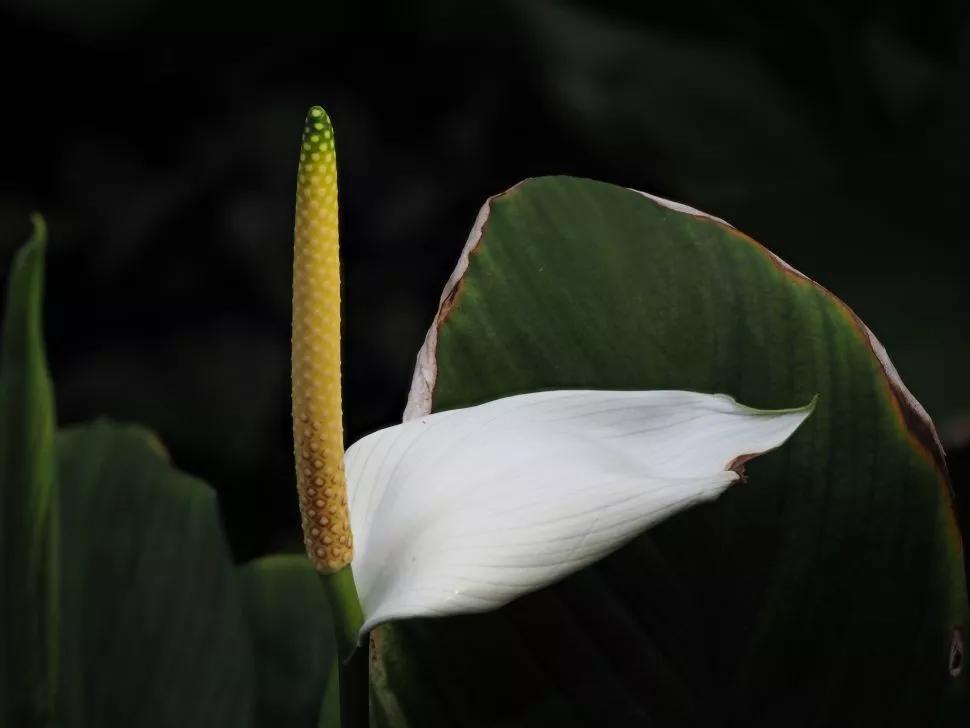 奥林巴斯e-m10markiiis缺点,奥林巴斯e-m10markiii视频如何