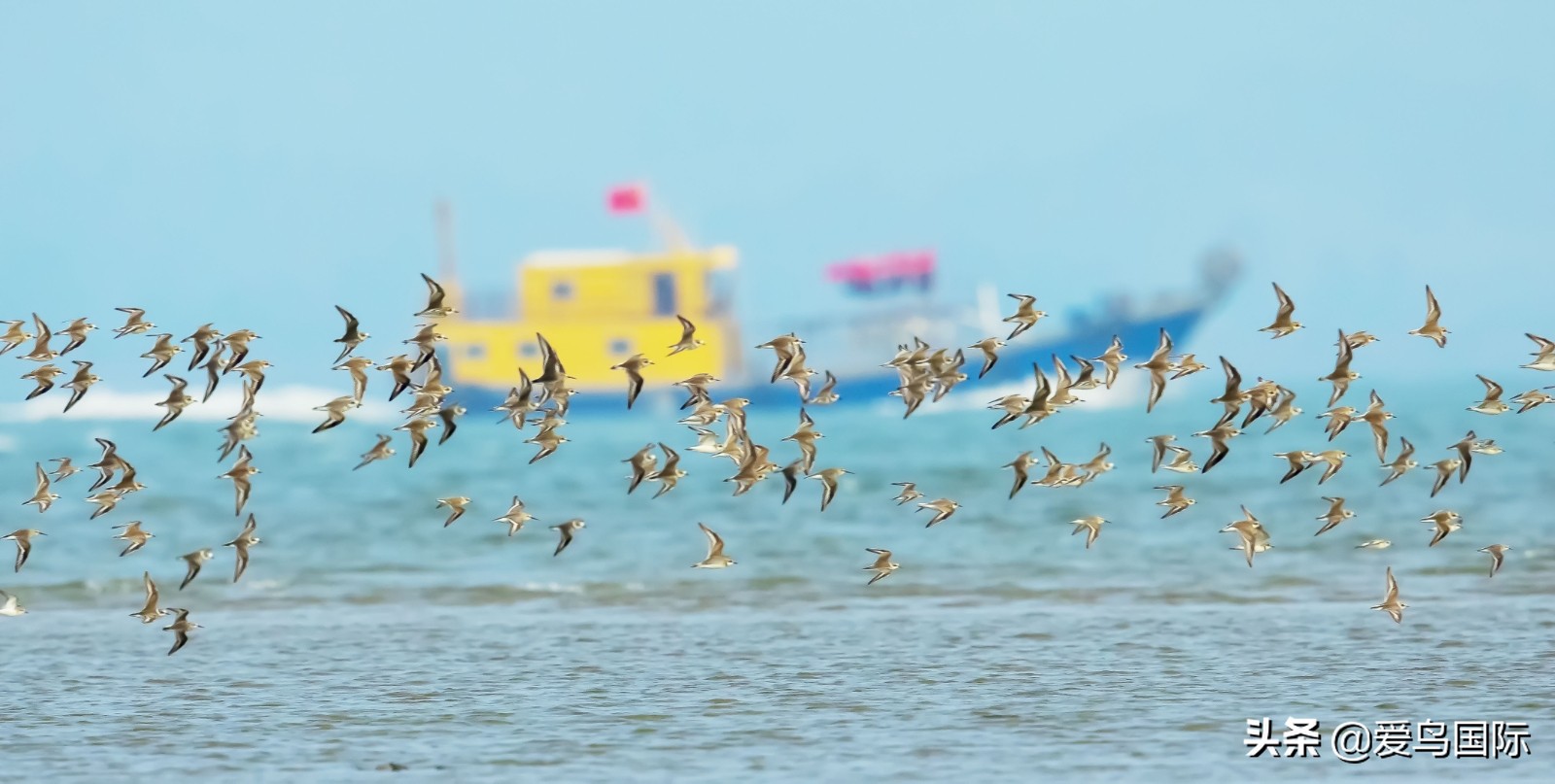 鸟类最好看的照片,100张绝美鸟类图片