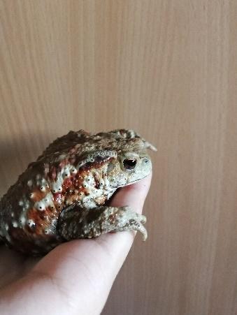 中华蟾蜍的快乐饲养法——养蛤心得分享|肆养来稿