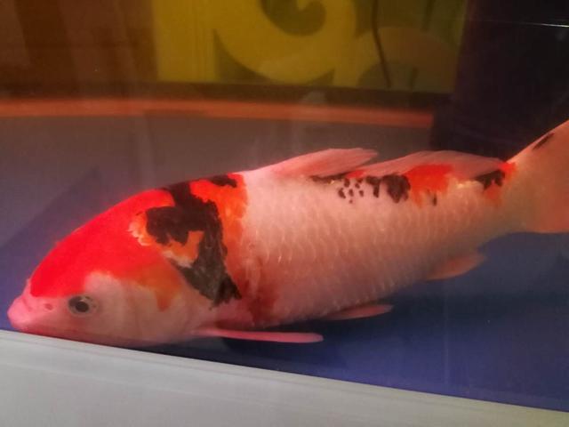 鱼缸内放高锰酸钾对鱼有没有伤害,给鱼缸里滴高锰酸钾