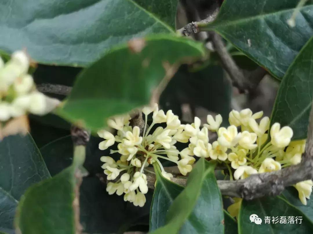 月满易园兰舟、秋莲华西钟楼：诗意生活就在身边，何须远走？