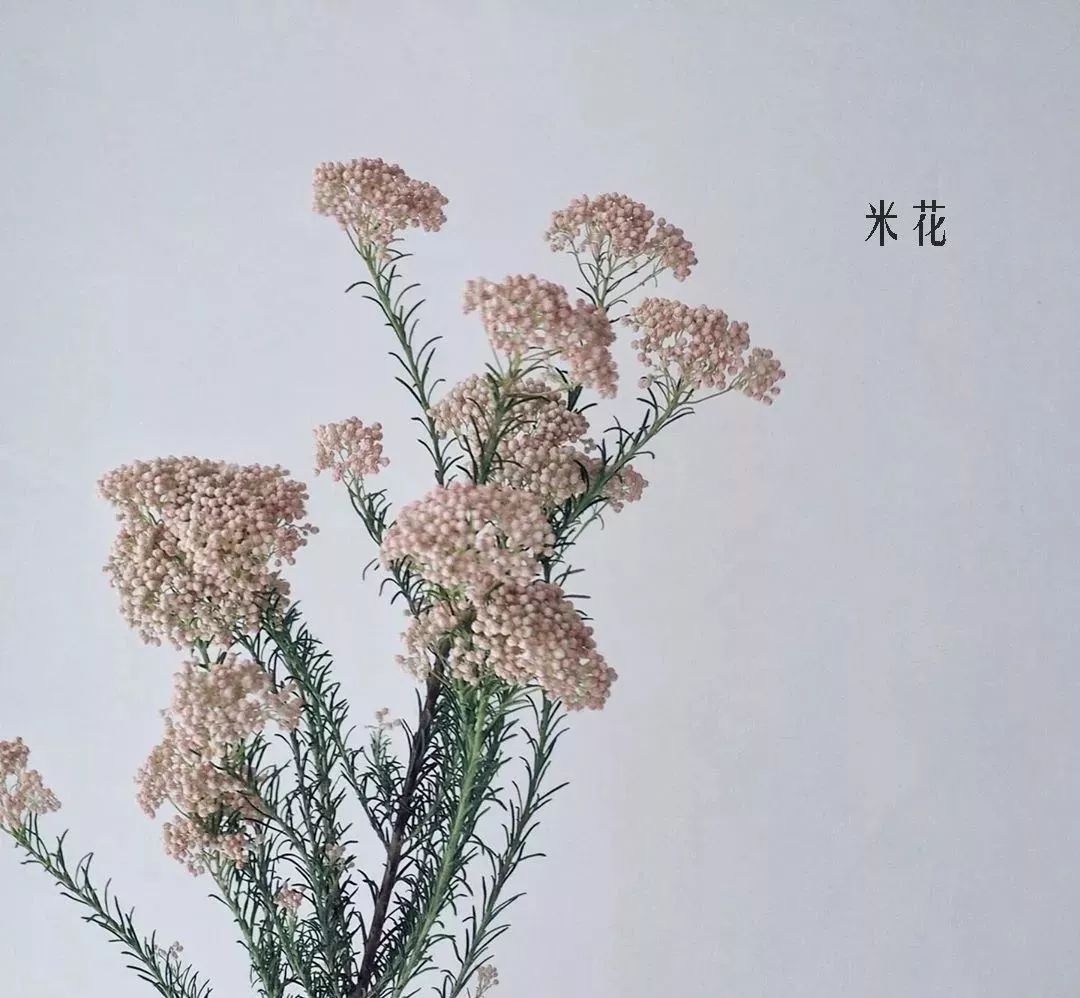 鲜花店常见花材品种大全,花店里同款的两种不同价格的花材