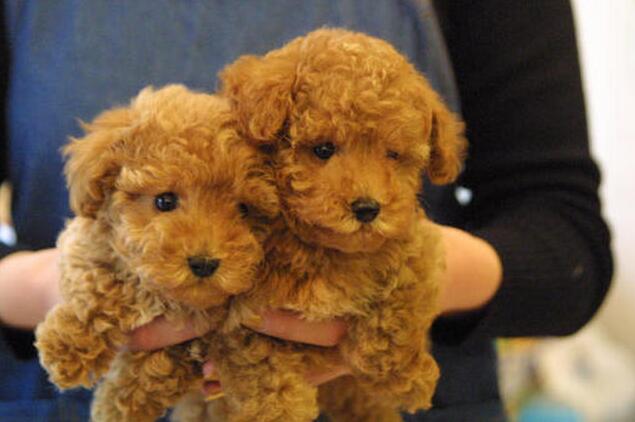 辨别“病狗”的方法在这里,有些“便宜”真的不要占