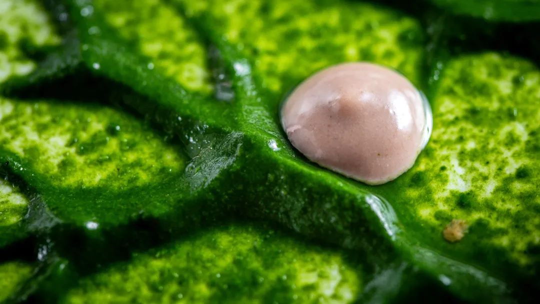 跃YUE|我和现代粤菜料理的三次「跃」会