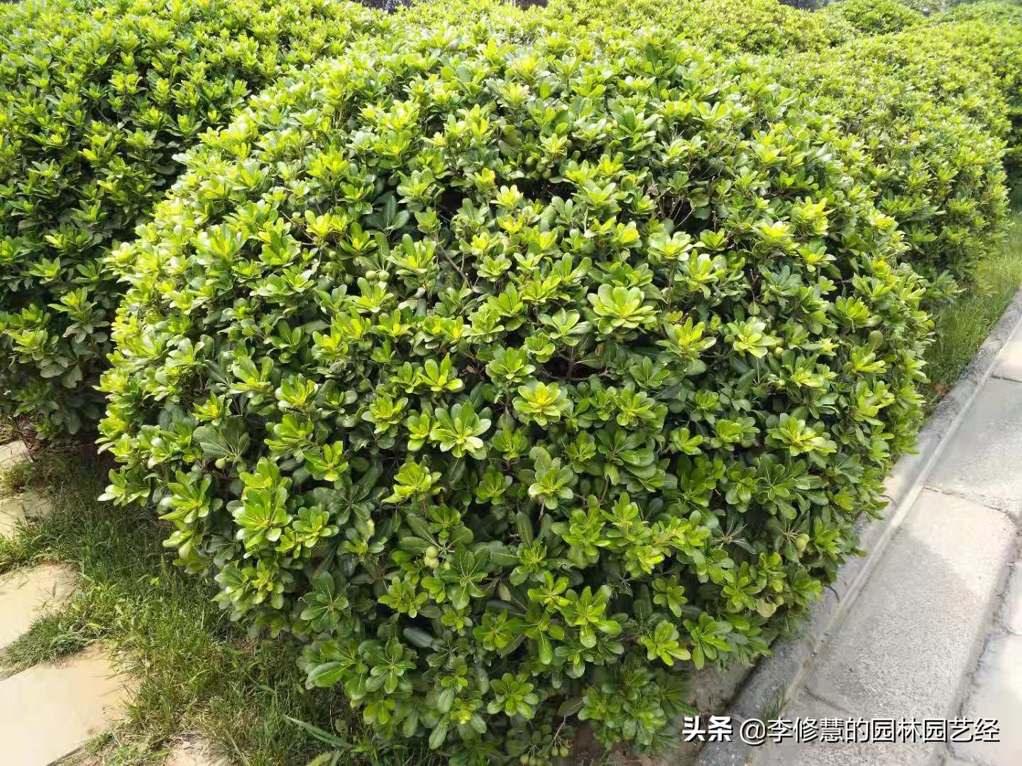 夏季小灌木移栽养护,灌木移栽时需要剪掉根部