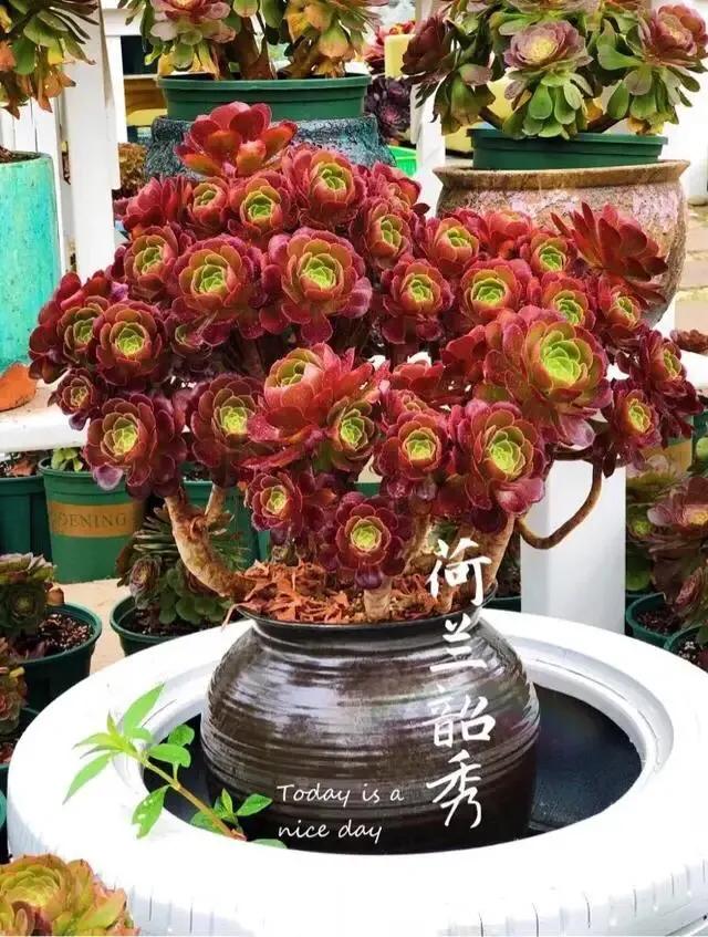 多肉法师韶羞现在能摘心吗,多肉法师欧紫跟韶羞的对比图