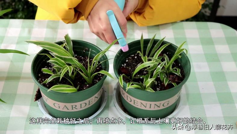 吊兰长的爆盆能直接全剪掉吗,吊兰怎么养才能长出小吊兰图片